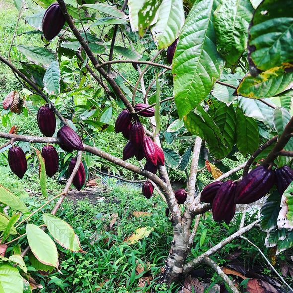 Cacao pods on tree in Fiji