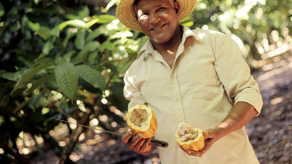 Cacao farmer cutting open a pod at Rizek Cacao Dominican Republic