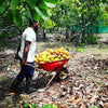 Fijian farmer harvesting a wheelbarrow full of ripe cacao pods