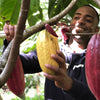 Farmer harvesting a cacao pod in Zorzal Dominican Republic