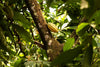 Cacao pod growing a tree at Rizek Cacao Dominican Republic