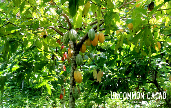 A cacao tree covered in pods at Maya Mountain Cacao Belize