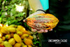 Hand showing the beauty of a cocoa pod from Maya Mountain Cacao in Belize