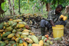 Kokoa Kamili Tanzania team member opening cacao pods at harvest