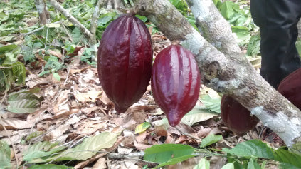 Ripe cacao pods on the tree ready for harvest in Ucayali River region in Peru