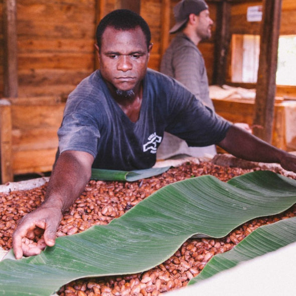 Preparing fresh cacao beans for fermentation at Zorzal Cacao